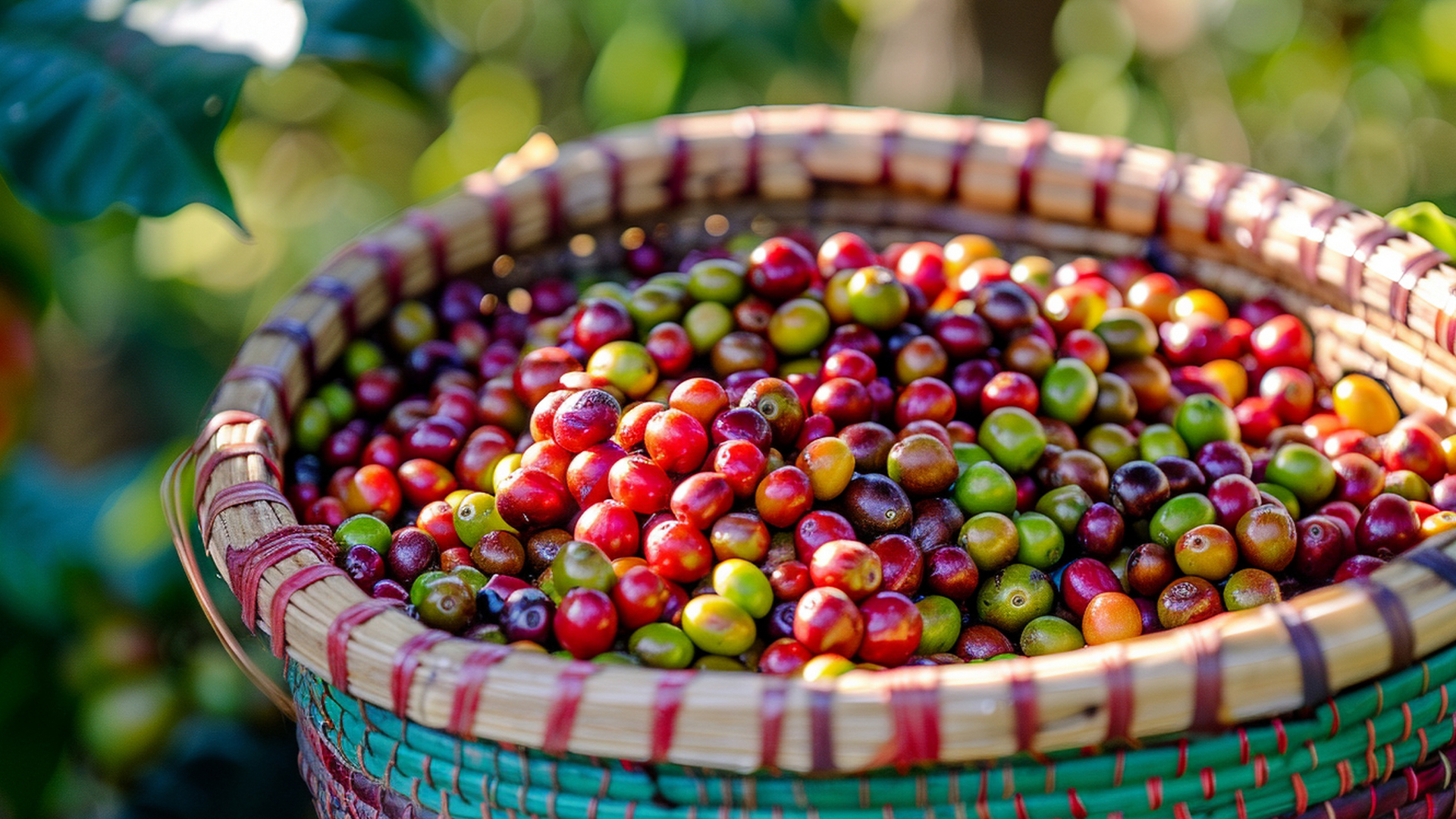 Coffee Beans